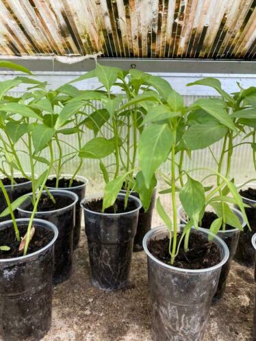  0.50 Bio Goedkoop stekjes planten fide van eigen tuin
