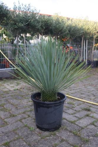 (081) De lente komt er aan Nu nieuwe planten of bomen kopen