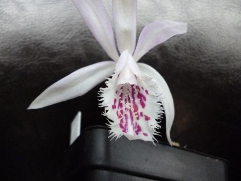 1 orchidee Pleione Humilis