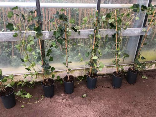 1 rankers tussen de 100-150cm voor 1 per stuk OPOP