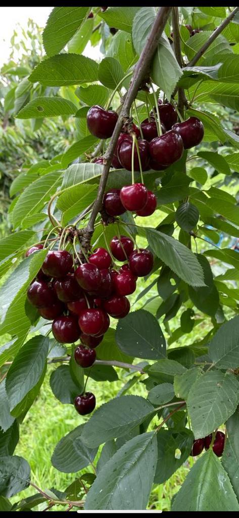 10 jarige laagstam kersenbomen