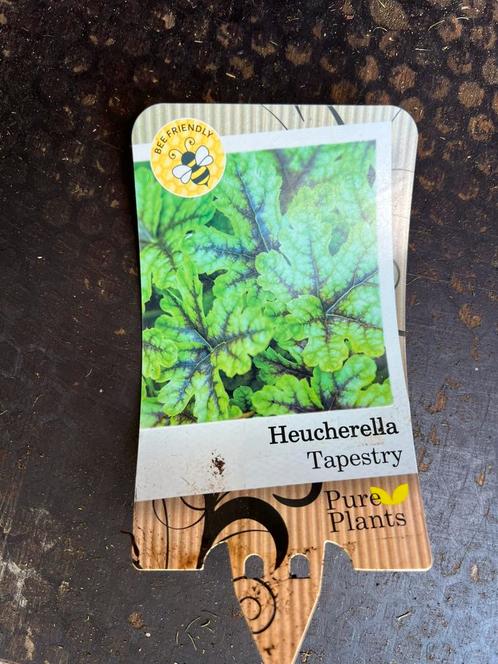 100 x Heucherella Tapestry p11 pot maat