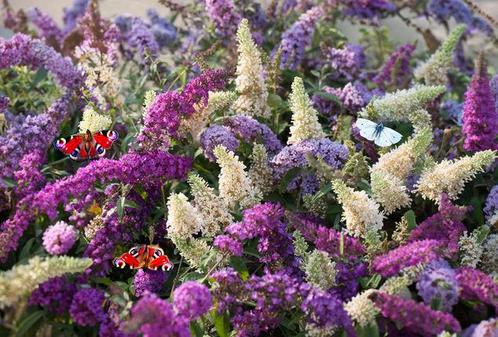12 soorten en kleuren vlinderstruiken in grote 19 cm pot