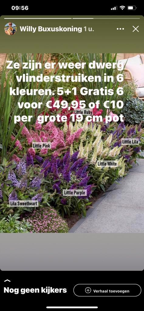 12 soorten vlinderstruiken, in grote 19 cm pot. 51 Gratis