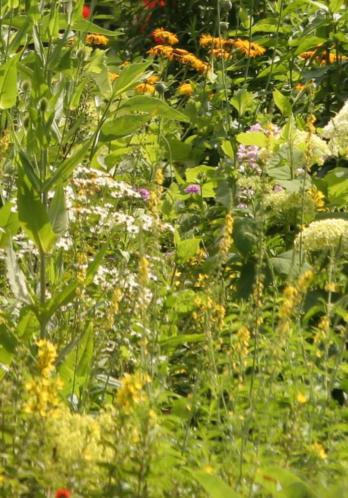 12 stuks Planten Verbascum te koop voor 5 euro 
