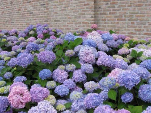 14 losse hortensia039s
