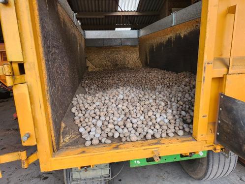1400 kg pootaardappelen Fontane 35-50