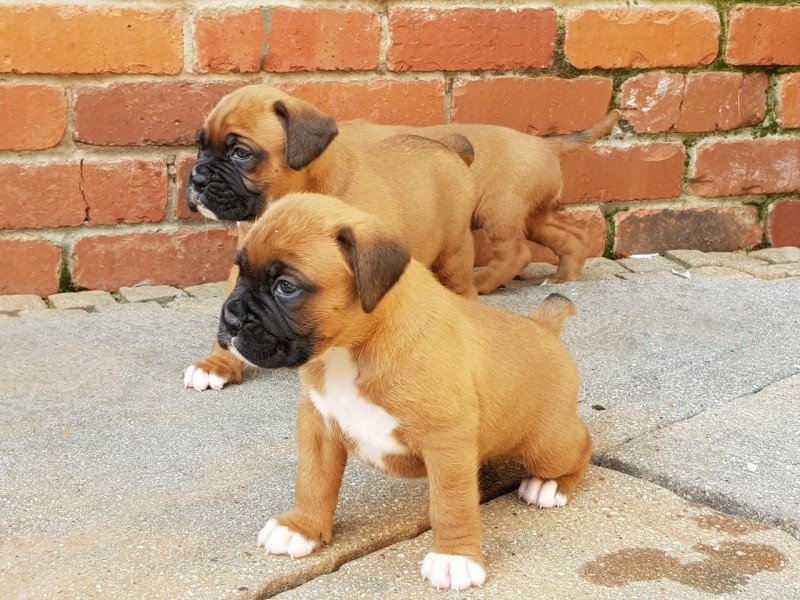 Boxer-pups zijn klaar.
