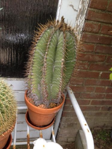 2 cactussen