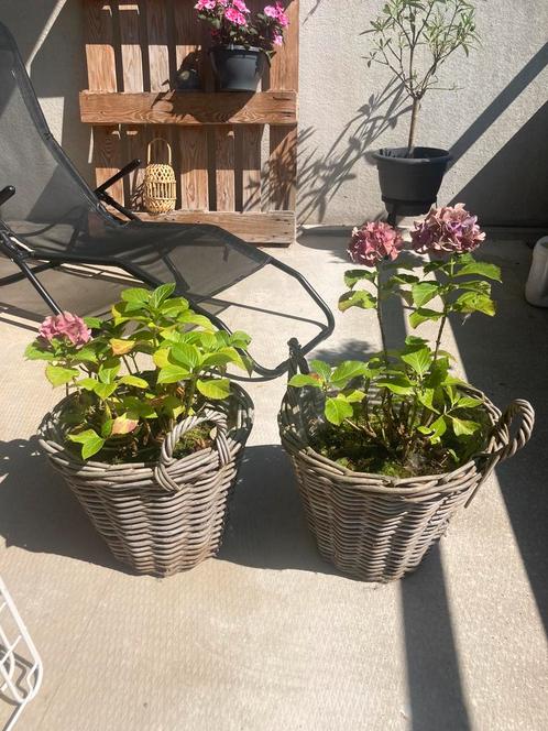 2 hortensias gratis af te halen (exclusief pot)