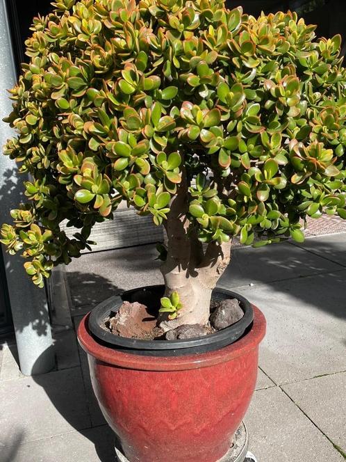 2 Jade Planten incl. potten