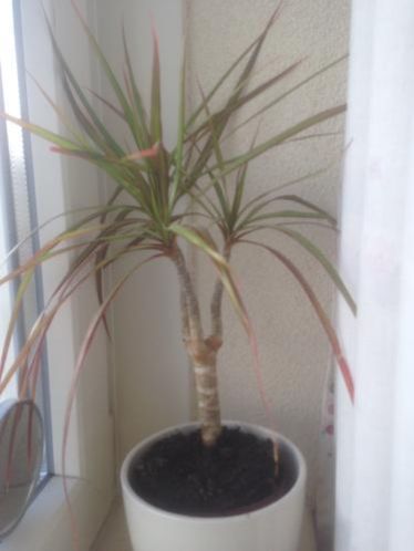 2 planten voor binnen