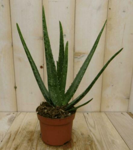 2 stuks Kamerplant Aloe vera