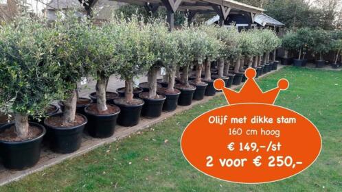 2 voor 250 euro olijfbomen