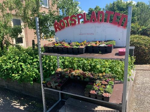 247 Rotsplanten aan de weg   12 grote planten voor 10 euro