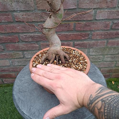 2x acer palmatum bonsai.