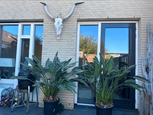 2x strelitzia plant te koop. 75 per stuk