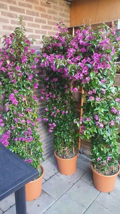 3 Bougainvillea sanderiana 150cm in pot