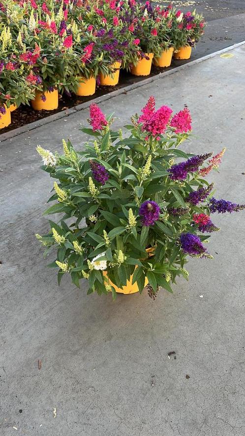 3 kleurige dwerg vlinderstruik, Buddleja Butterfly Candy