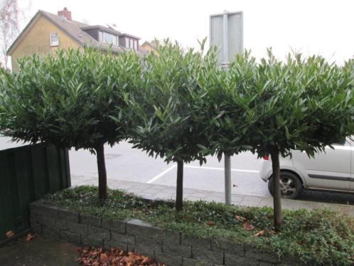 3 mooie bomen 
