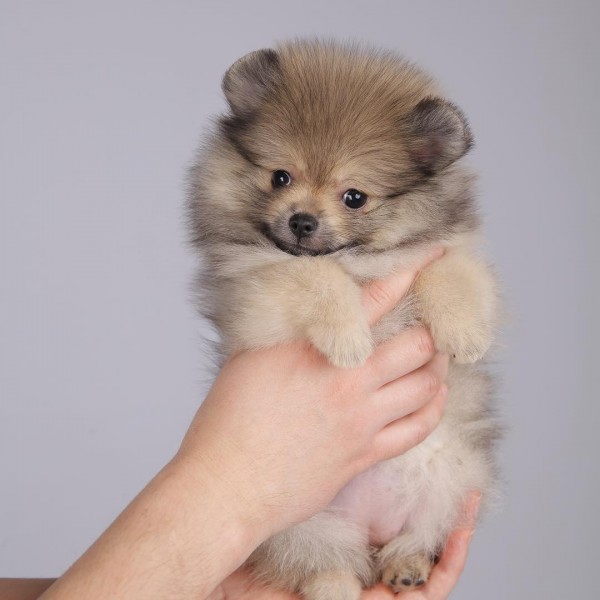 Adorable Szpic Pomeranian puppies for sale,