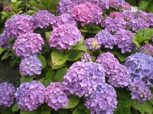 35 tuinhortensia039s