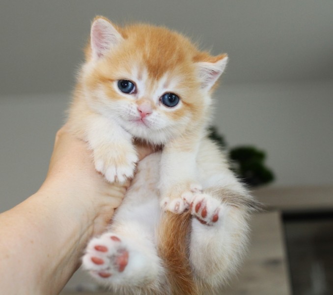 Onze prachtige kittens hebben een liter van 5 gehad. 4 jongens, 3 meisjes.