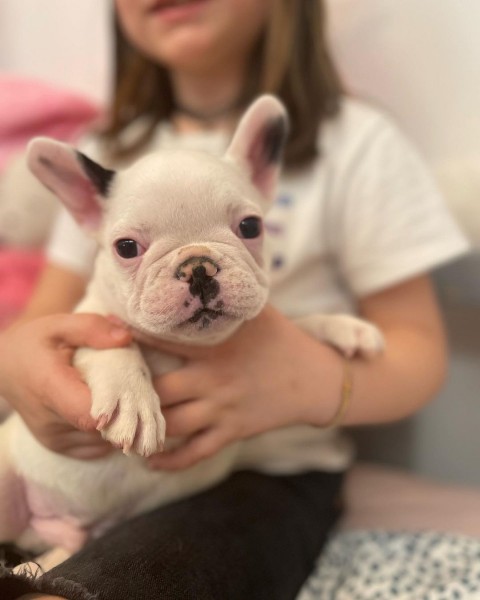 slimme Franse bulldog-puppy's