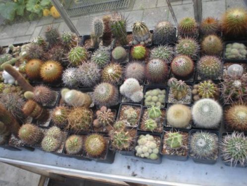(43) ... cactus . cactussen . ruim 100 stuks ...