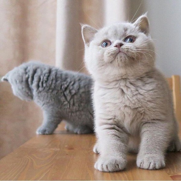 Mooie Britse Korthaar/Scottish Fold Blauw en Lilac kitten tekoop