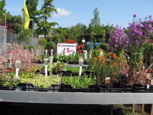 5 vaste planten voor 5,-