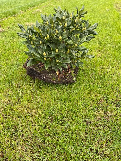 50 Rhododendrons cuninghams white 60 cm