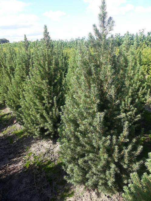 5000 stuks mooie gezonde Picea gl CONICA December 70-80 cm