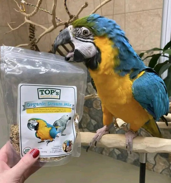 Papegaaien en papegaaieneieren