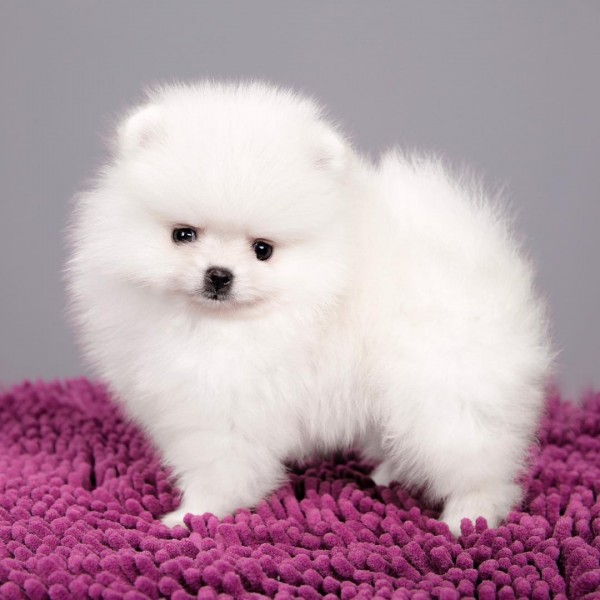 Adorable Szpic Pomeranian puppies for sale,