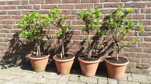 6 hortensia stammetjes