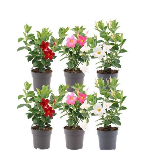 6 prachtige bloeiende Dipladenias (rood, wit, roze of mix)