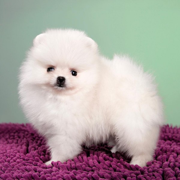 Adorable Szpic Pomeranian puppies for sale,