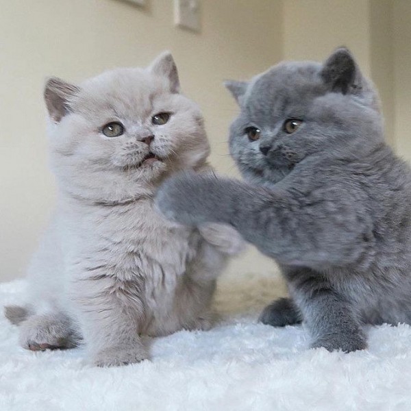 Britse Korthaar/Scottish Fold Blauw en Lilac kitten