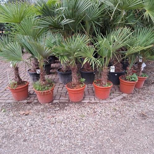 7 trachycarpus en wagnerianus palmen te koop voor  350