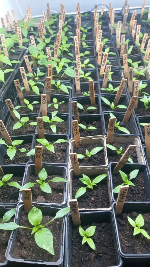 70 soorten bio peperplanten paprikaplanten 4 per stuk