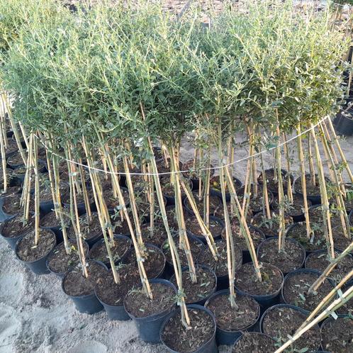 800 Amerikaanse seringen op stam, Ceanothus, Paarsbloeiend