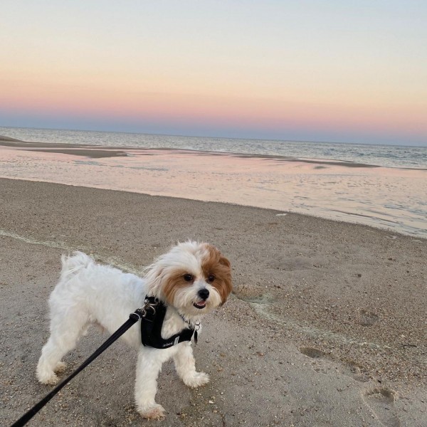 Thor - Zachtaardige mannelijke havanese