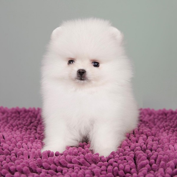 Adorable Szpic Pomeranian puppies for sale,