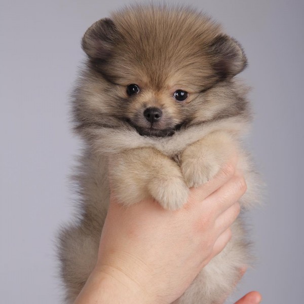 Adorable Szpic Pomeranian puppies for sale,