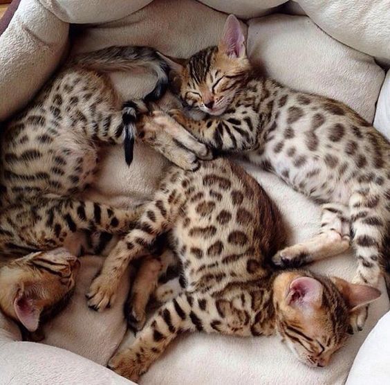 bengal kittens te koop