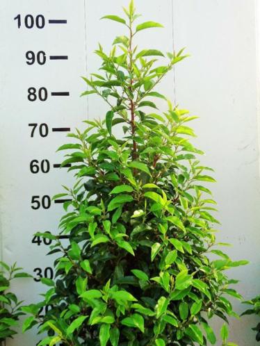 AANBIEDING Prunus lustitanica 039Angustifolia039 100 cm NU 4.95