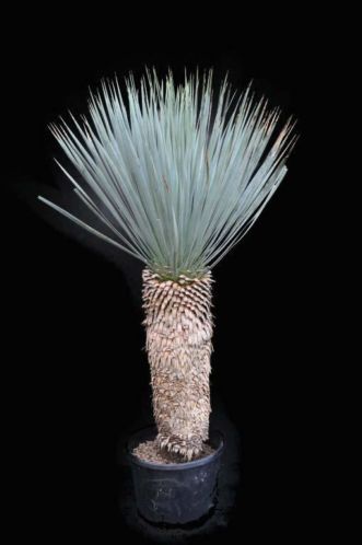 Aangeboden mooie compacte Yucca rostrata met dikke stam