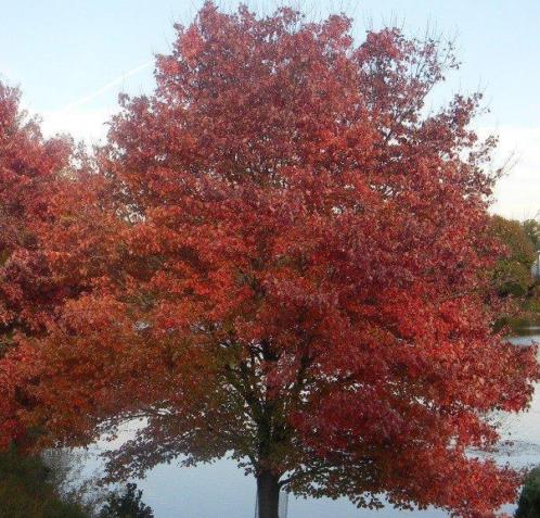 Acer rubrum 039Red Sunset039