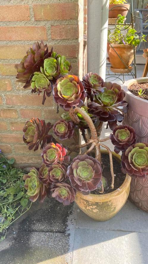 Aeonium arboreum